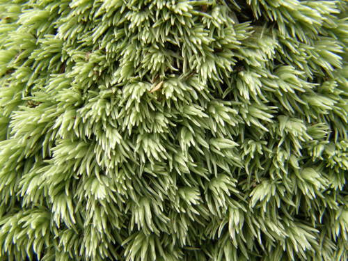 Leucobryum albidum