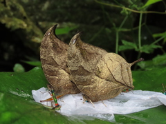 Consul panariste panariste