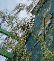 Dendrophthoe pentandra