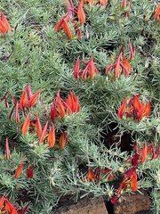 Lotus berthelotii
