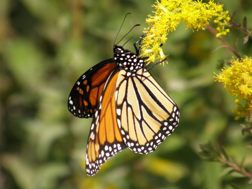 Monarch photographed in Connecticut