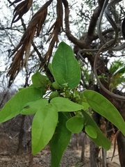 Bursera instabilis