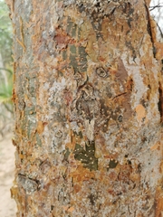 Bursera instabilis