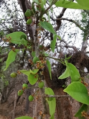 Bursera instabilis