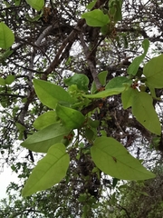 Bursera instabilis