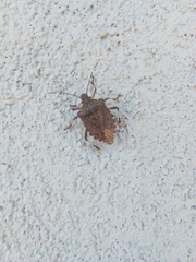 Halyomorpha halys