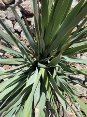 Asparagales