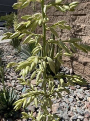 Asparagales