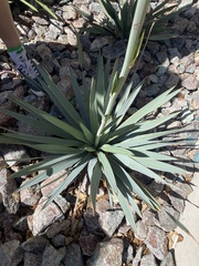 Asparagales