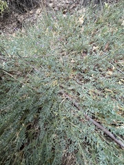 Astragalus sesquiflorus