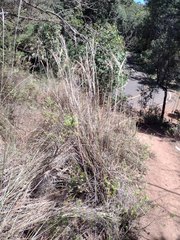 Andropogon bicornis