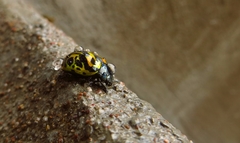 Calligrapha fulvipes