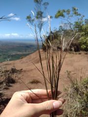 Andropogon bicornis