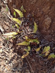 Blechnum appendiculatum