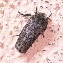 Acrolophus sinclairi