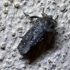 Acrolophus sinclairi