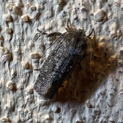 Acrolophus sinclairi