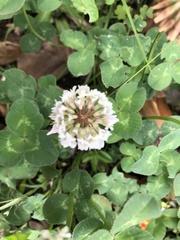 Trifolium repens