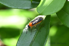 Athalia proxima