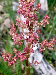 Chenopodium ficifolium