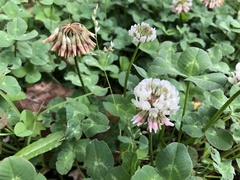 Trifolium repens