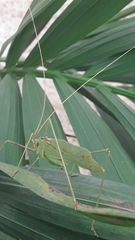 Acrometopa syriaca