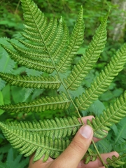 Dryopteris goldieana