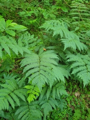 Dryopteris goldieana