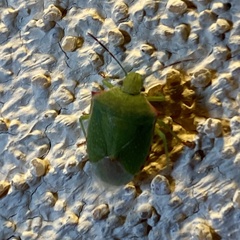 Thyanta custator accerra