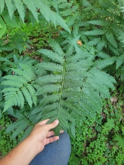 Dryopteris goldieana