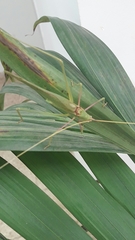 Acrometopa syriaca