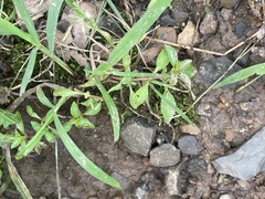 Ludwigia