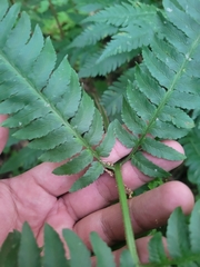 Dryopteris goldieana