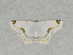 Sericoptera mahometaria