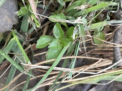 Ludwigia