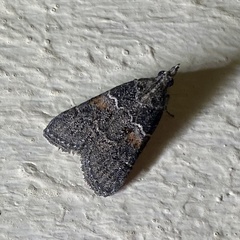 Satole ligniperdalis