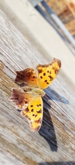 Polygonia interrogationis
