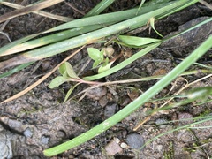Ludwigia