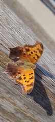Polygonia interrogationis