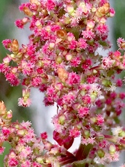 Chenopodium ficifolium