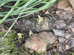 Ludwigia