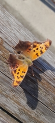 Polygonia interrogationis