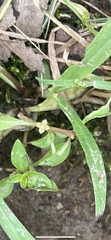 Ludwigia