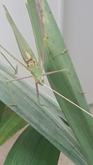 Acrometopa syriaca
