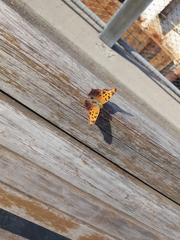 Polygonia interrogationis