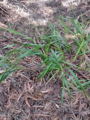 Dianella sandwicensis
