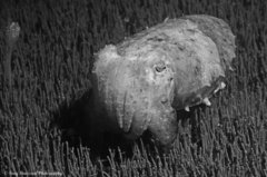Sepia plangon