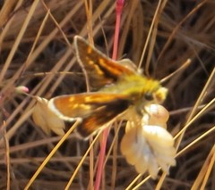 Ochlodes agricola
