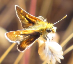 Ochlodes agricola