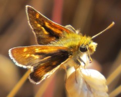 Ochlodes agricola